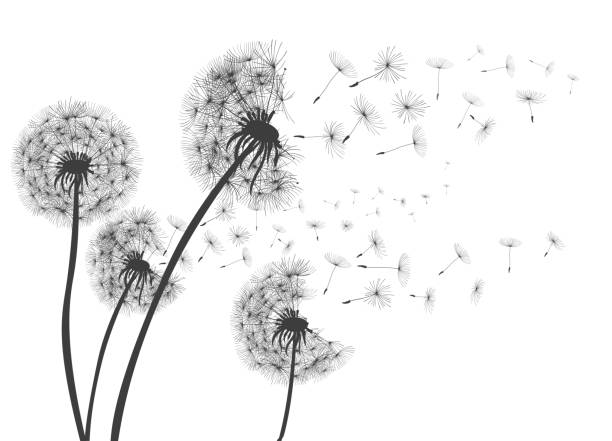 ilustrações de stock, clip art, desenhos animados e ícones de abstract dandelions dandelion with flying seeds – for stock - uncultivated environment growth vector backgrounds