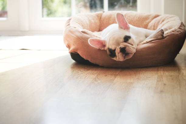 Cute 8 weeks old Pied French Bulldog puppy sleeping on dog bed in the living room Cute French Bulldog puppy having a rest on her bed pied stock pictures, royalty-free photos & images