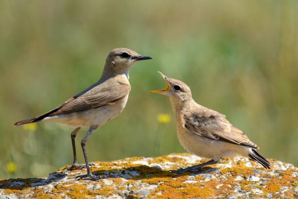 istock Two Isabelline Wheatear on a rock on a green background (Oenanthe isabellina) 954181822