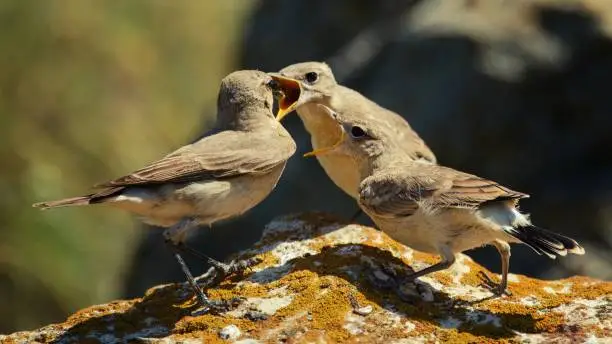 Three Isabelline Wheatears are on the rock (Oenanthe isabellina).