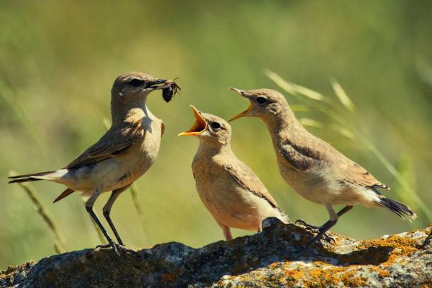 istock Three Isabelline Wheatears are on the rock (Oenanthe isabellina) 954182302