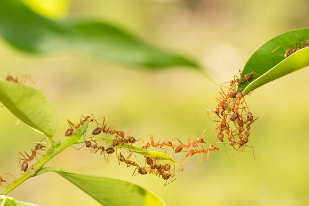 istock Ant action standing.Ant bridge unity team,Concept team work together 954182470