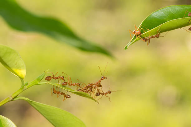 istock Ant action standing.Ant bridge unity team,Concept team work together 954184772