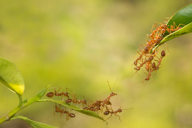 istock Ant action standing.Ant bridge unity team,Concept team work together 954184812