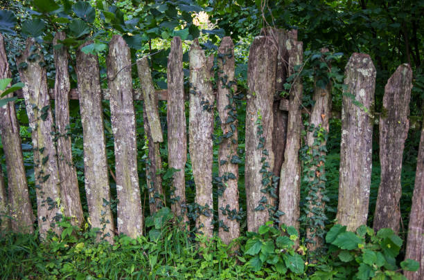 istock Old wooden fence, braided ivy 954185708