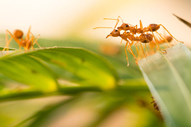 istock Ant action standing.Ant bridge unity team,Concept team work together 954186438