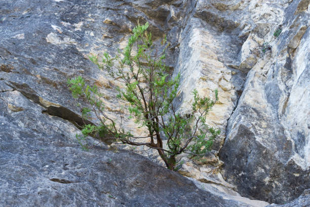 Lonely tree growing in a rock natural background