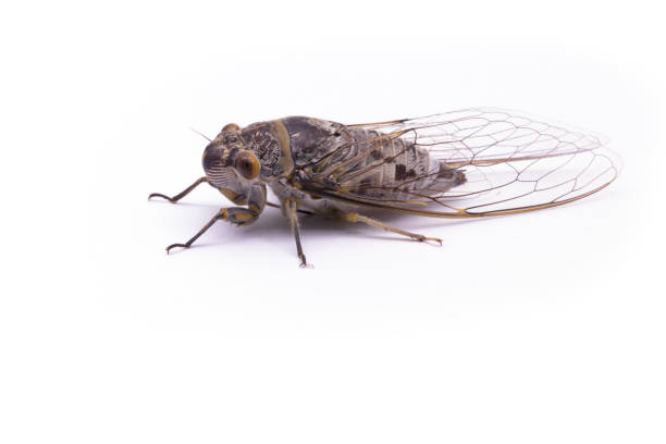 istock Female cicada insect isolated on white background 954187856