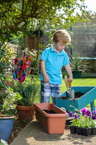 Boy looking at shovels in wheelbarrow. Male is standing by potted plants in yard. He is wearing casuals.