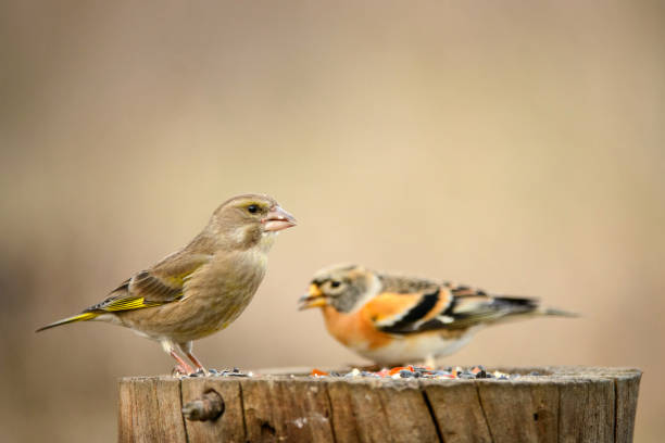 istock Brambling (Fringilla montifringilla) and Green finch (Carduelis chloris) 954191286