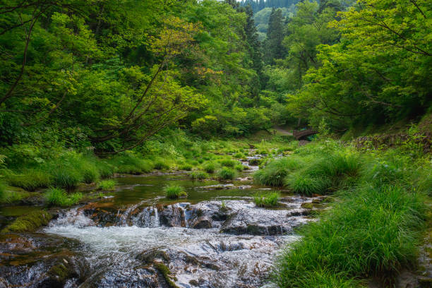 istock Deep In the Japanese forest with a rushing mountain river 954191772