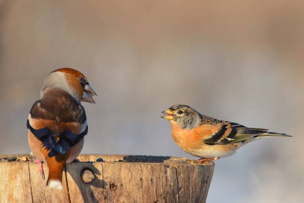 istock Hawfinch and brambling sitting on a tree stump on a beautiful background 954192194