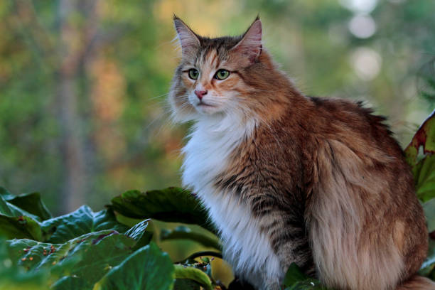istock Norwegian forest cat female in garden 954195314