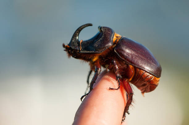 escarabajo del rinoceronte europeo - oryctes nasicornis - nasicornis fotografías e imágenes de stock