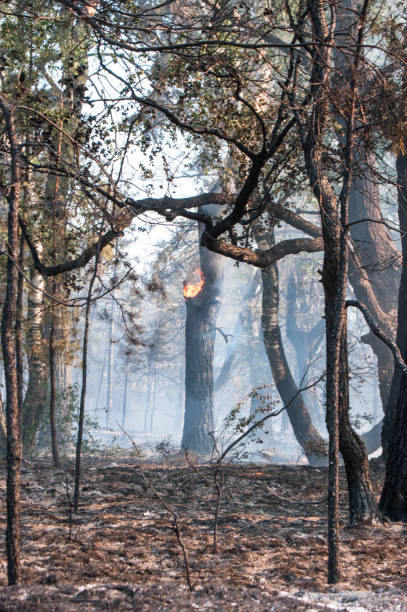 istock Smoke and fire in the forest after a forest fire. 954197106