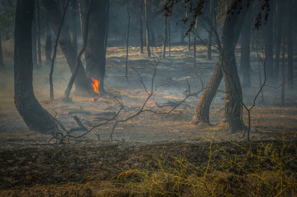 istock Smoke and fire in the forest after a forest fire. 954198038