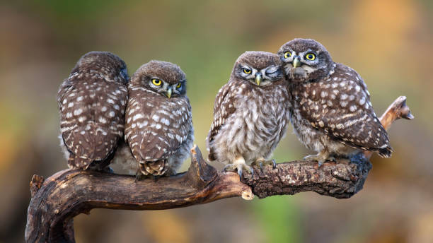 istock Four little owls sitting in pairs on a stick 954198104