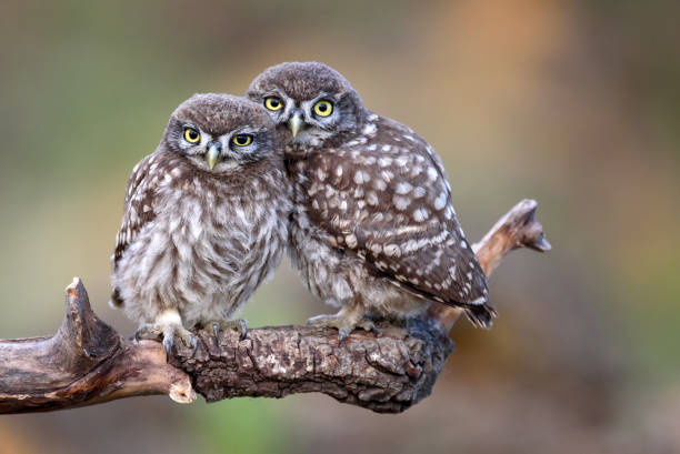 istock Two little owls (Athene noctua) sitting on a stick pressed against each other. 954198122