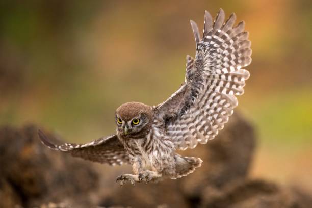 istock Young little owl (Athene noctua) is flying with prey 954198486