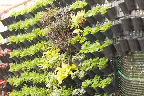 istock Home garden with hanging pot on the wall. Vertical garden 954199018