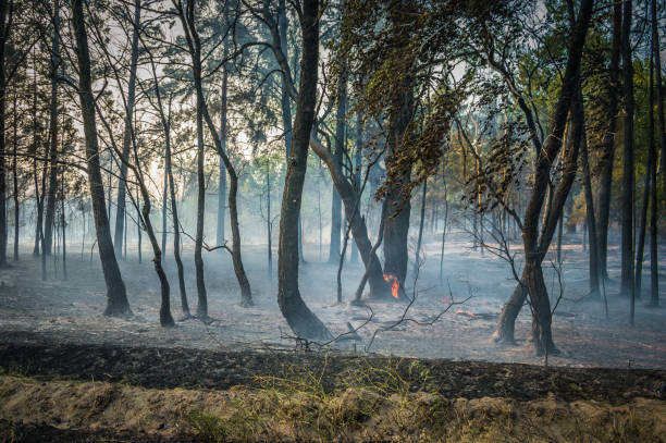 istock Smoke and fire in the forest after a forest fire. 954199242