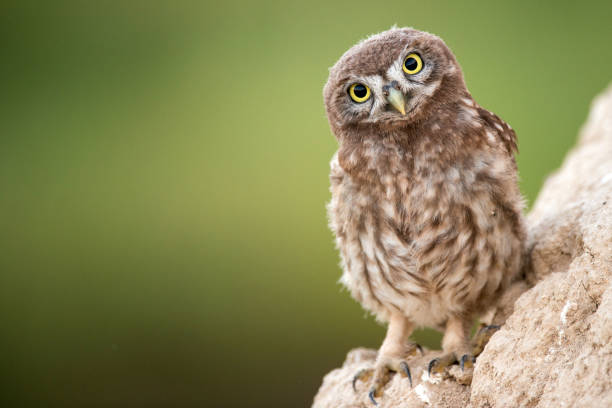 Young little owl (Athene noctua) stands near his hole.