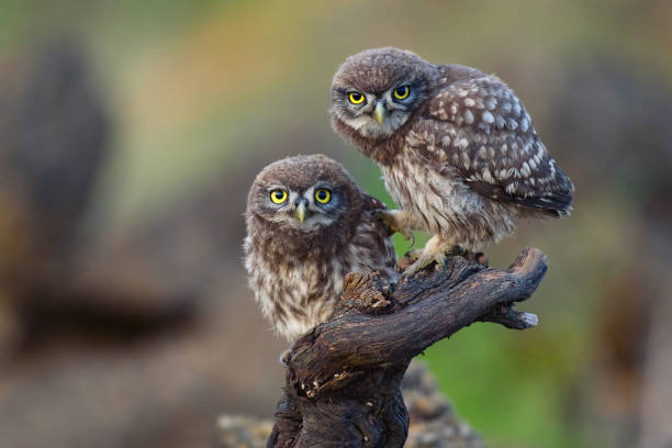 istock Two young little owls sit on a stick and look forward 954199438