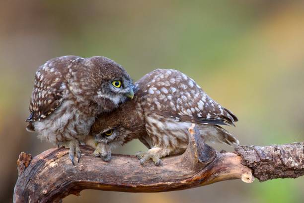 istock Two little owls (Athene noctua) sitting on a stick pressed against each other. 954199584