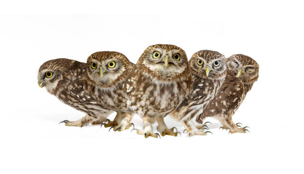 istock Collage of little owls (Athene noctua) on white background 954202356