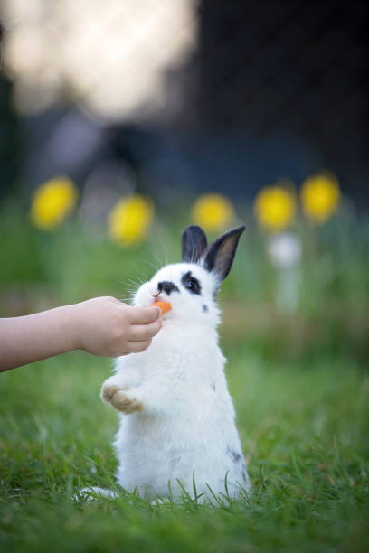 istock Child hand feeding little white rabbit in garden 954202504