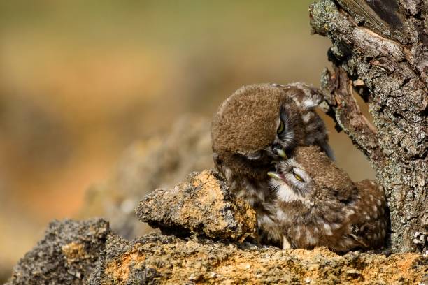istock Two young owl resting on the rocks 954202880