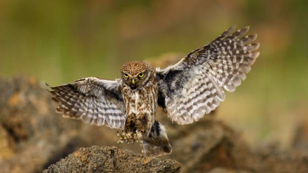 istock little owl is flying with prey 954203004