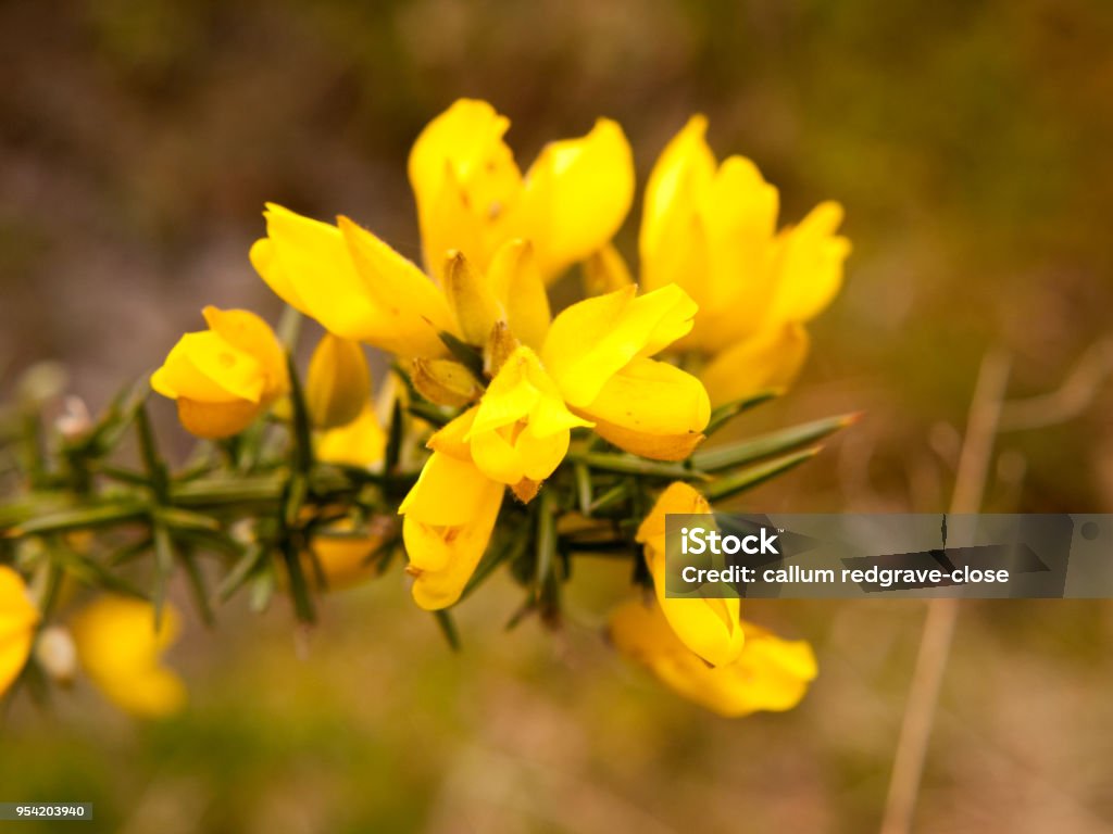 close-up detalhe da macro de cabeças de flor de vassoura carqueja amarelo - Foto de stock de Tojo royalty-free