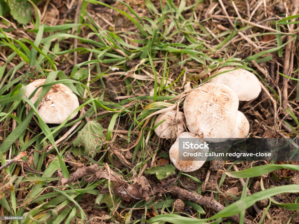 close up of st george's mushrooms on floor spring forage close up of st george's mushrooms on floor spring forage; essex; england; uk Agricultural Field Stock Photo