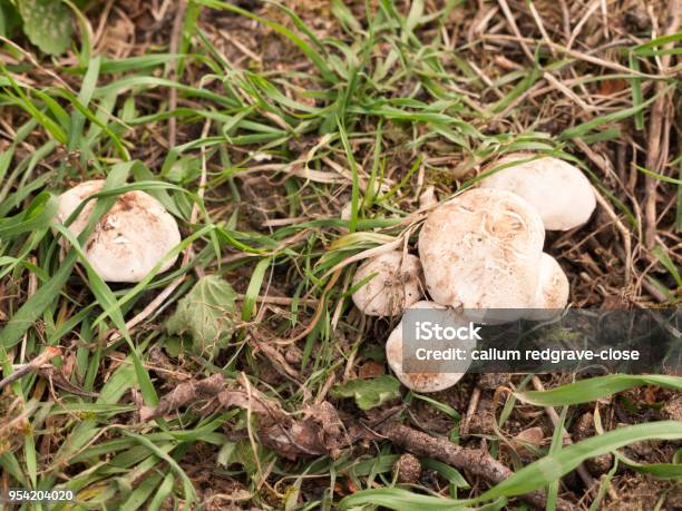 Close Up Of St Georges Mushrooms On Floor Spring Forage Stock Photo - Download Image Now