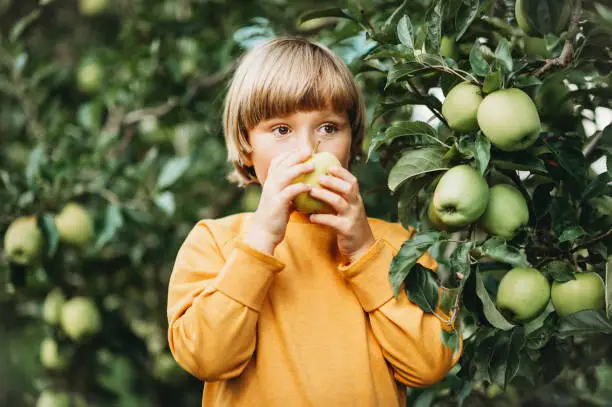 Kid boy playing in apple orchard, wearing yellow sweatshirt