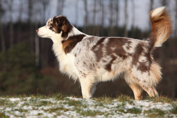 istock Amazing australian shepherd in winter 954204722