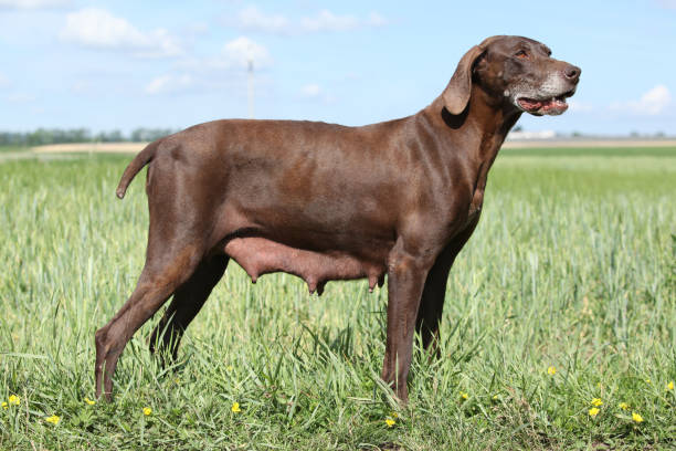 istock Beautiful bitch of German Shorthaired Pointer 954208684