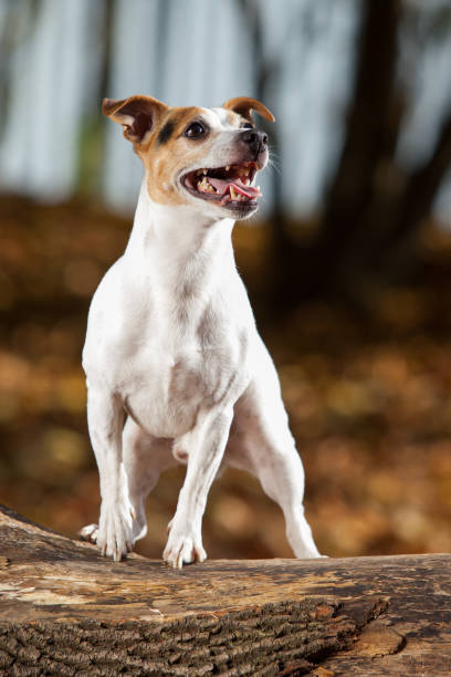 istock Amazing jack russell terrier in autumn 954211650