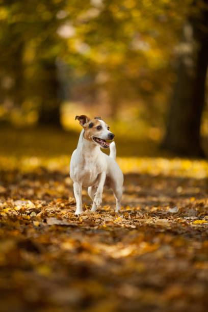 istock Adorable jack russell terrier in autumn 954211794
