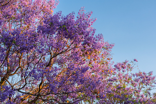 Purple Jacarandas tree in park at sunset in Leon Mexico