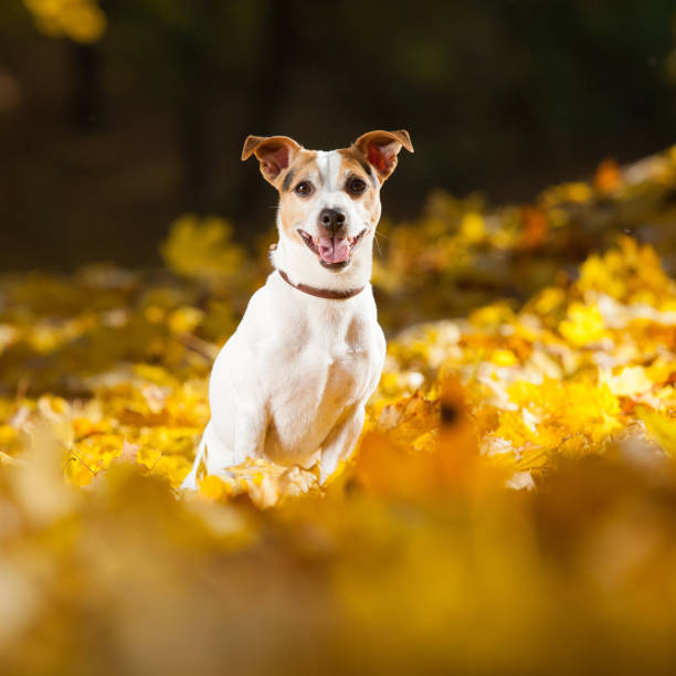 istock Amazing jack russell terrier in autumn 954212126