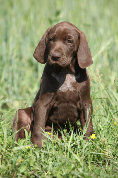 istock Beautiful puppy od German Shorthaired Pointer 954212190