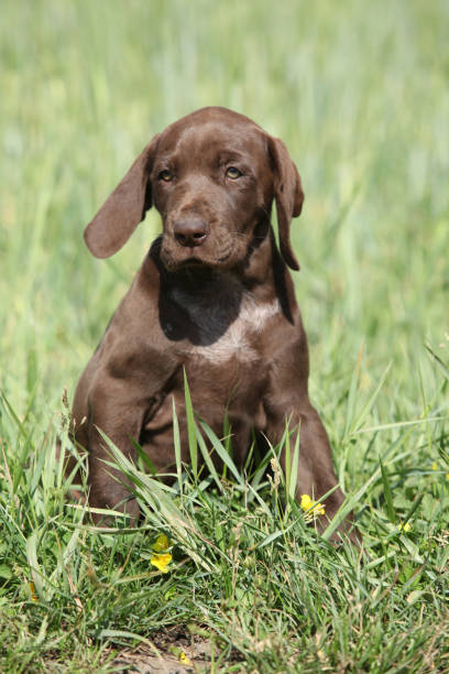 istock Beautiful puppy od German Shorthaired Pointer 954212288