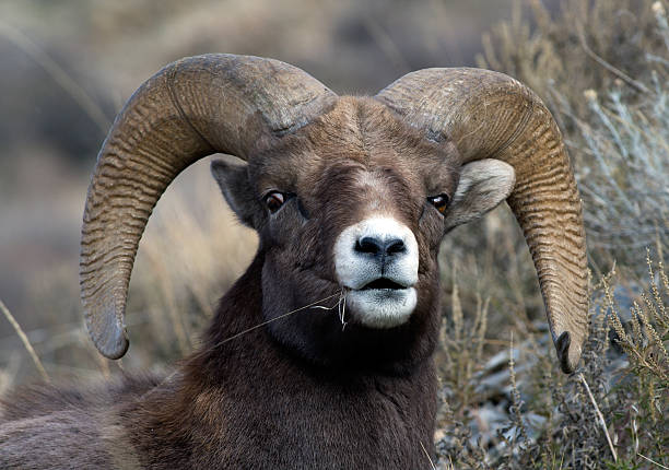 istock Rocky Mountain Bighorn Sheep 95421306
