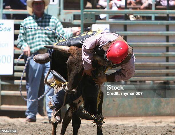 Bull Riding In A Red Helmet Stock Photo - Download Image Now - Bull Riding, Adult, Adventure