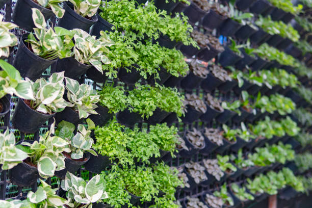 istock Home garden with hanging pot on the wall. Vertical garden 954215882