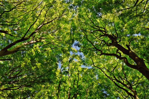 Cottonwood Tree in Springtime with Fresh Green Foliage - First pop of spring nature scenic image with lush green foliage and crisp blue sky.