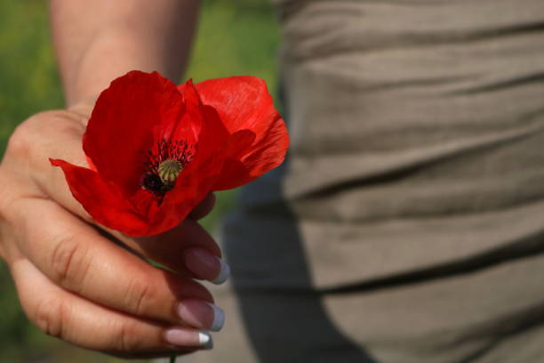 istock Red poppy in the woman's hand 954217722
