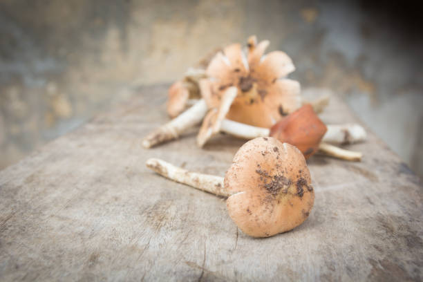 Close up, Termitomyces fuliginosus Heim mushroom